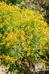 Obraz premium Helenium hybrid plant in Saint Gallen in Switzerland