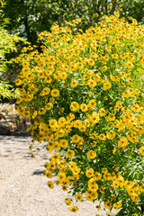 Helenium hybrid plant in Saint Gallen in Switzerland