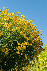 Helenium hybrid plant in Saint Gallen in Switzerland