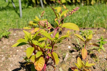 Poke sallet or Phytolacca Americana plant in Saint Gallen in Switzerland