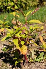 Poke sallet or Phytolacca Americana plant in Saint Gallen in Switzerland