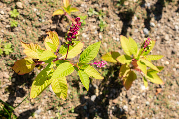 Poke sallet or Phytolacca Americana plant in Saint Gallen in Switzerland