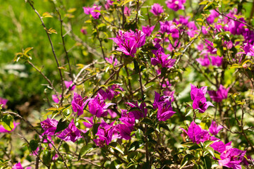 Fototapeta premium Bougainvillea X Buttiana plant in Saint Gallen in Switzerland