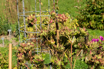 Sweet four o clock or Mirabilis Longiflora plant in Saint Gallen in Switzerland