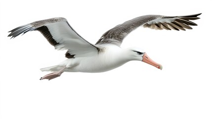 Fototapeta premium Wandering Albatross Bird Flying on White Background, Photo Realistic, Wallpaper, Cover and Screen for Smartphone, PC, Laptop, 9:16 and 16:9 Format