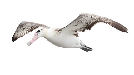 Obraz premium Wandering Albatross Bird Flying on White Background, Photo Realistic, Wallpaper, Cover and Screen for Smartphone, PC, Laptop, 9:16 and 16:9 Format