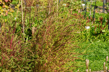 Obraz premium Ragweed or Bassia Scoparia plant in Saint Gallen in Switzerland