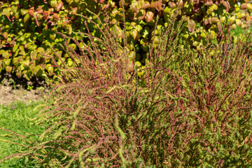 Ragweed or Bassia Scoparia plant in Saint Gallen in Switzerland