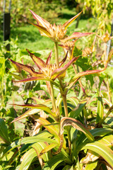 Gentiana Tibetica plant in Saint Gallen in Switzerland