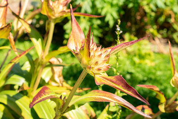 Gentiana Tibetica plant in Saint Gallen in Switzerland