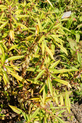 Balsam or Impatiens Balsamina plant in Saint Gallen in Switzerland