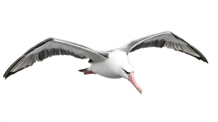 Obraz premium Wandering Albatross Bird Flying on White Background, Photo Realistic, Wallpaper, Cover and Screen for Smartphone, PC, Laptop, 9:16 and 16:9 Format