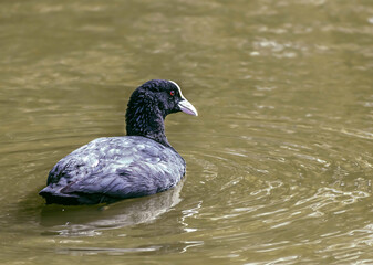 black duck swimming in water