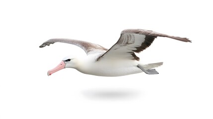Wandering Albatross Bird Flying on White Background, Photo Realistic, Wallpaper, Cover and Screen for Smartphone, PC, Laptop, 9:16 and 16:9 Format