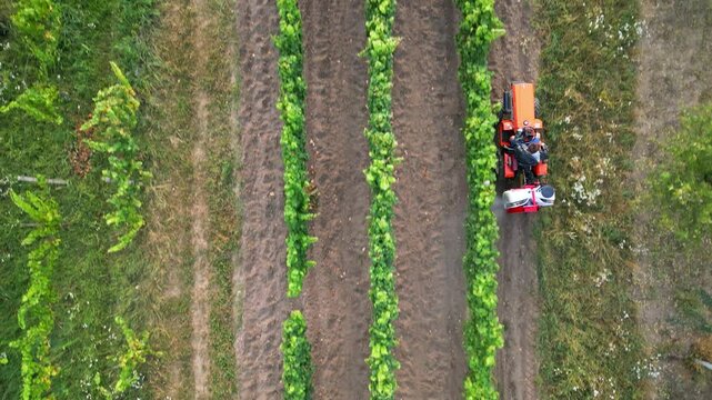 Aerial drone video showing a farmer on a tractor driving alongside rows of grapevines, spraying chemical treatments to protect against fungal diseases such as Plasmopara viticola (Peronospora)