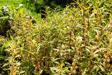 Balsam or Impatiens Balsamina plant in Saint Gallen in Switzerland