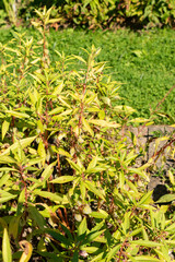 Balsam or Impatiens Balsamina plant in Saint Gallen in Switzerland