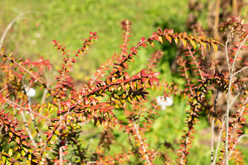 Agapetes Serpens plant in Saint Gallen in Switzerland