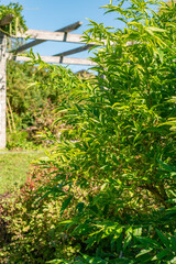 Fontanesia Fortunei plant in Saint Gallen in Switzerland