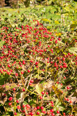 Guelder rose or Viburnum Opulus Compactum plant in Saint Gallen in Switzerland