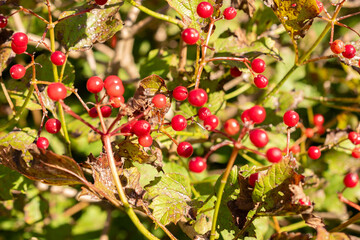 Guelder rose or Viburnum Opulus Compactum plant in Saint Gallen in Switzerland