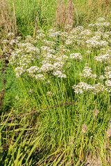 Oriental garlic or Allium Tuberosum plant in Saint Gallen in Switzerland