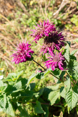 Crimson beebalm or Monarda Didyma plant in Saint Gallen in Switzerland