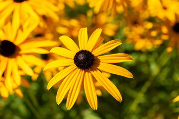 Orange coneflower or Rudbeckia Fulgida Speciosa plant in Saint Gallen in Switzerland