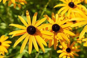 Orange coneflower or Rudbeckia Fulgida Speciosa plant in Saint Gallen in Switzerland