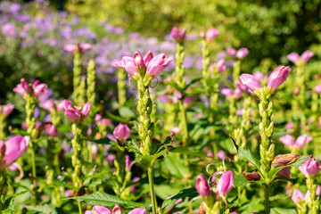 Red turtlehead or Chelone Obliqua plant in Saint Gallen in Switzerland