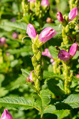 Red turtlehead or Chelone Obliqua plant in Saint Gallen in Switzerland