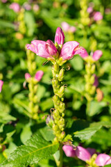 Red turtlehead or Chelone Obliqua plant in Saint Gallen in Switzerland