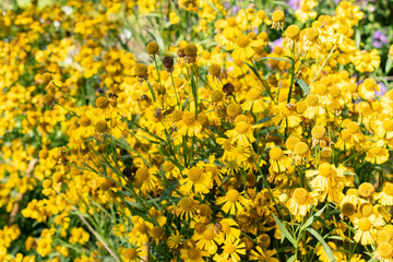 Common sneezeweed or Helenium Autumnale plant in Saint Gallen in Switzerland