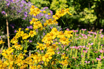 Common sneezeweed or Helenium Autumnale plant in Saint Gallen in Switzerland