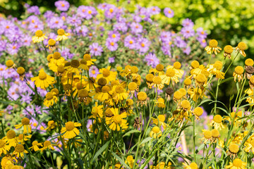 Common sneezeweed or Helenium Autumnale plant in Saint Gallen in Switzerland
