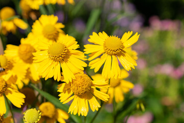 Common sneezeweed or Helenium Autumnale plant in Saint Gallen in Switzerland
