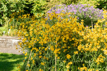 Common sneezeweed or Helenium Autumnale plant in Saint Gallen in Switzerland