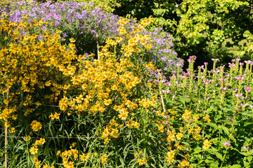 Common sneezeweed or Helenium Autumnale plant in Saint Gallen in Switzerland