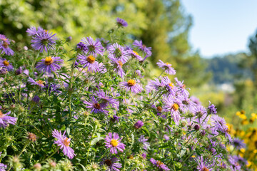 Obraz premium Aster Novae Angliae plant in Saint Gallen in Switzerland