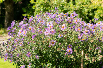 Obraz premium Aster Novae Angliae plant in Saint Gallen in Switzerland