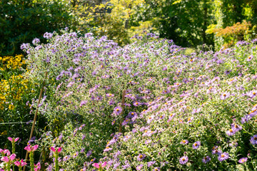 Aster Novae Angliae plant in Saint Gallen in Switzerland