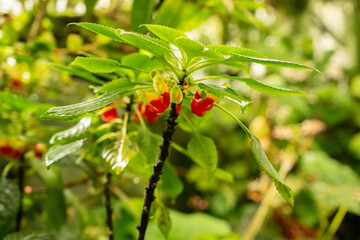 Fototapeta premium Congo cockatoo or Impatiens Niamniamensis plant in Saint Gallen in Switzerland