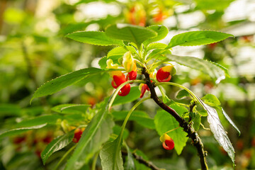Congo cockatoo or Impatiens Niamniamensis plant in Saint Gallen in Switzerland
