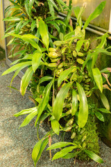 Coelogyne Stricta plant in Saint Gallen in Switzerland