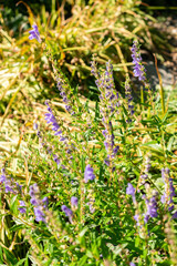 Baikal scullcap or Scutellaria Baicalensis plant in Saint Gallen in Switzerland