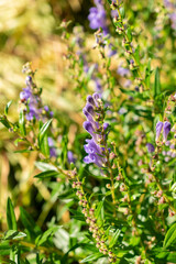 Baikal scullcap or Scutellaria Baicalensis plant in Saint Gallen in Switzerland