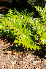 House holly fern or Cyrtomium Falcatum plant in Saint Gallen in Switzerland