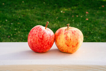 Apples of sävstaholm to the left and haugmann to the right, two apple species that often are planted together in Norway, as they work well together for pollinators.