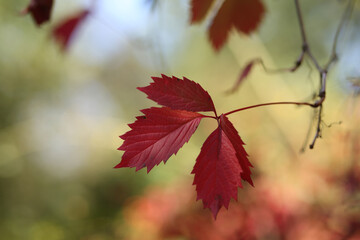 Crimson red autumn leaves are a symbol of October.