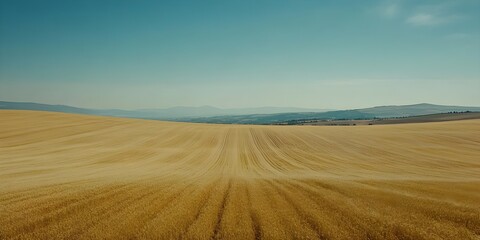 a vast rural wheat field in spring or summer with blue sky and no clouds